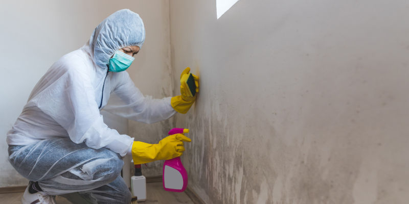 Mold Remediation in Charleston, South Carolina