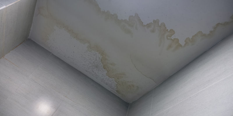 Mold Services in Charleston, South Carolina