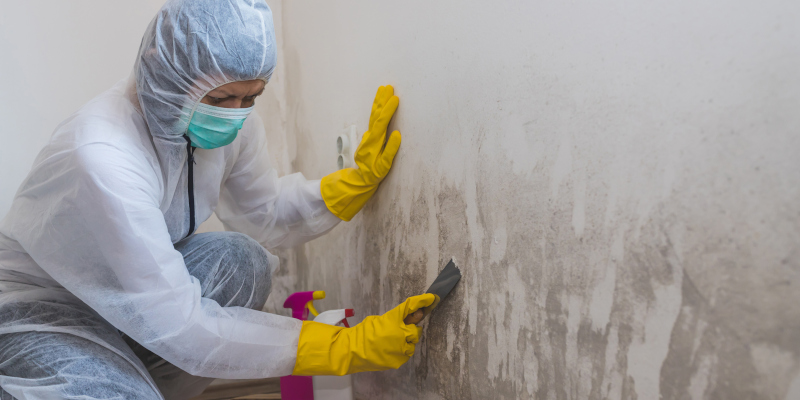 Mold Removal in Charleston, South Carolina