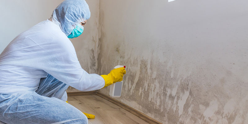 3 Signs You Need Mold Remediation Services