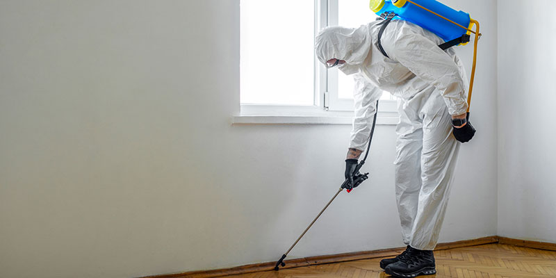 Five Reasons You Should Leave House Mold Removal to the Pros